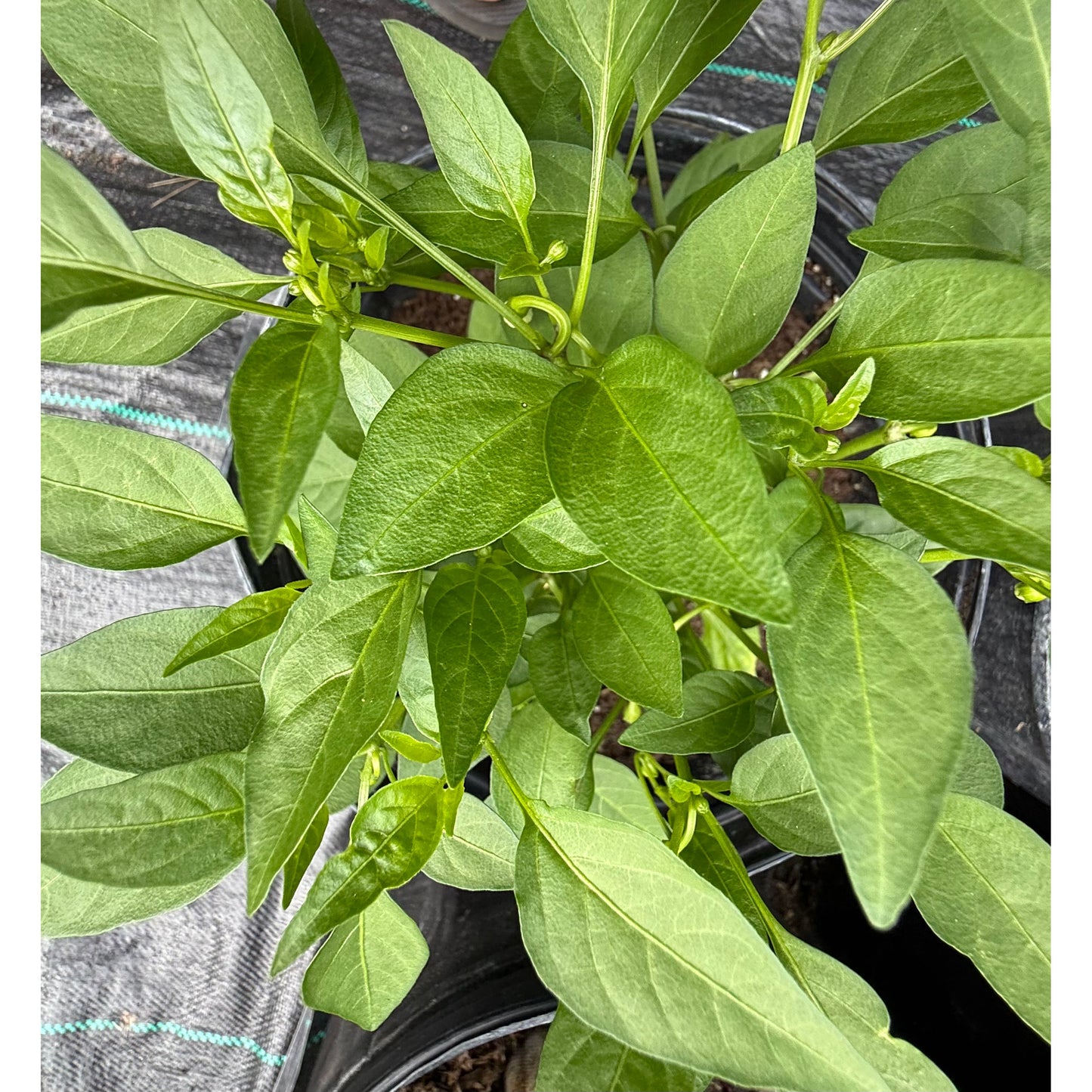 Red Joker - Hot Pepper Seeds