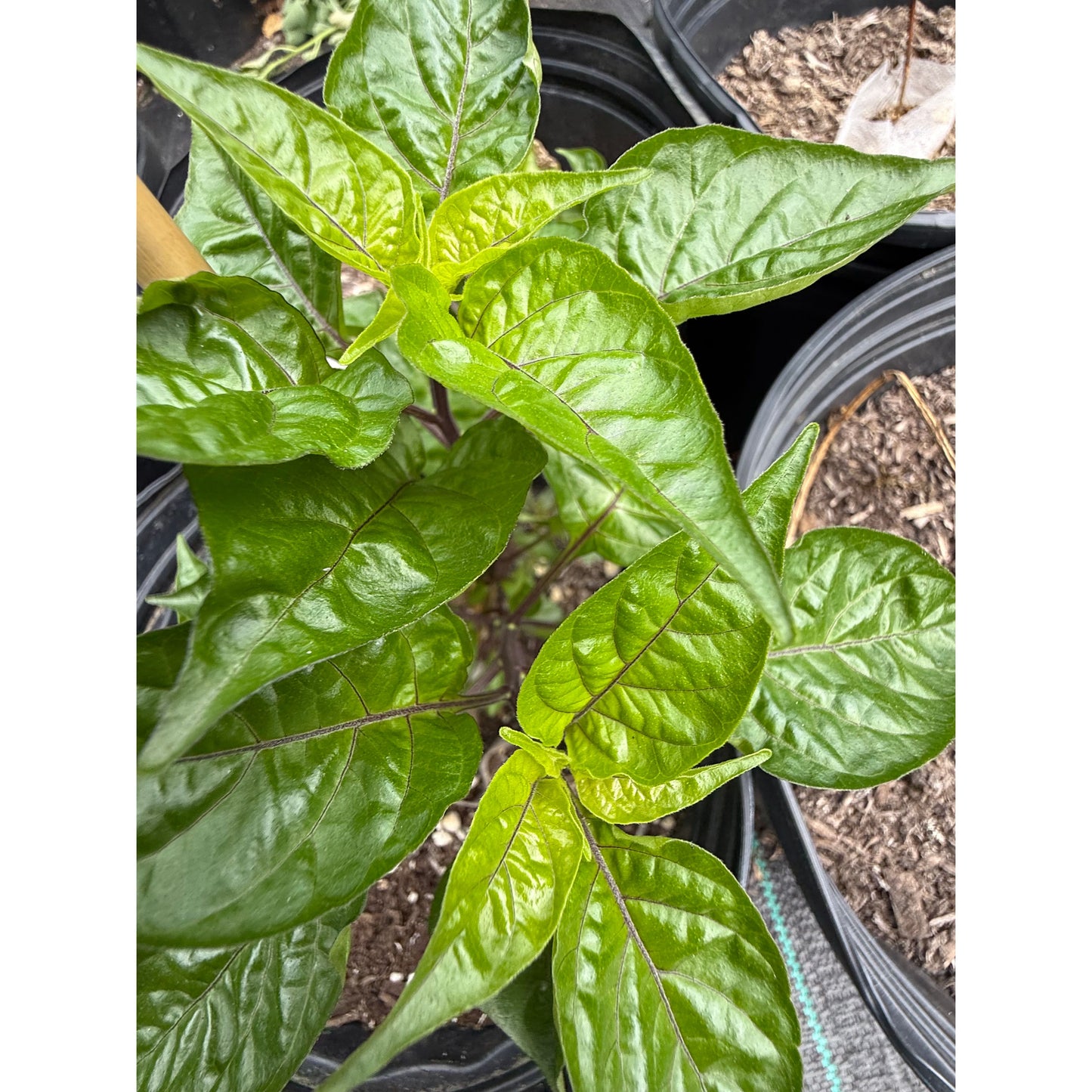 Graines de piment fort Royal Gold