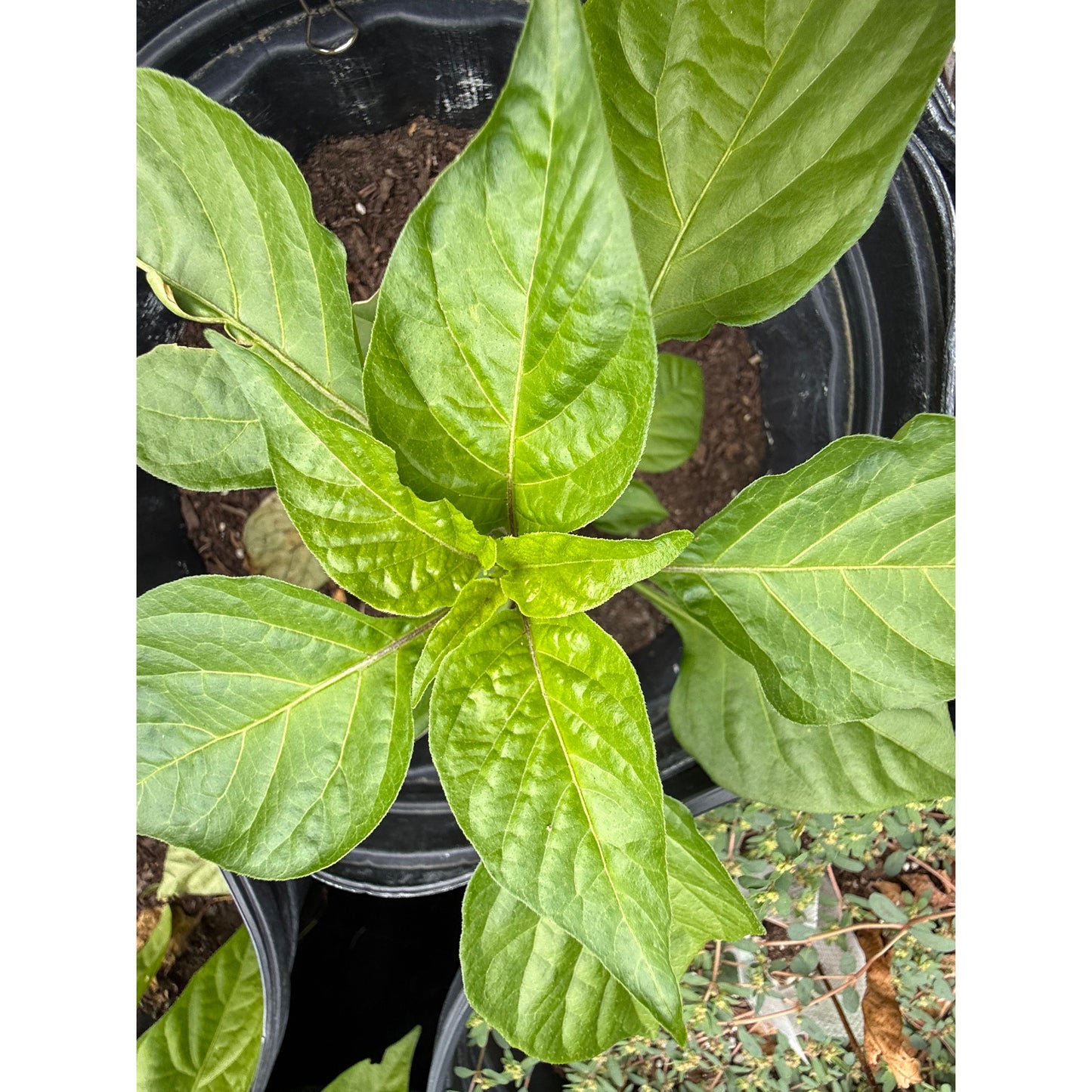 Scorpion - Chocolate Hot Pepper Seeds