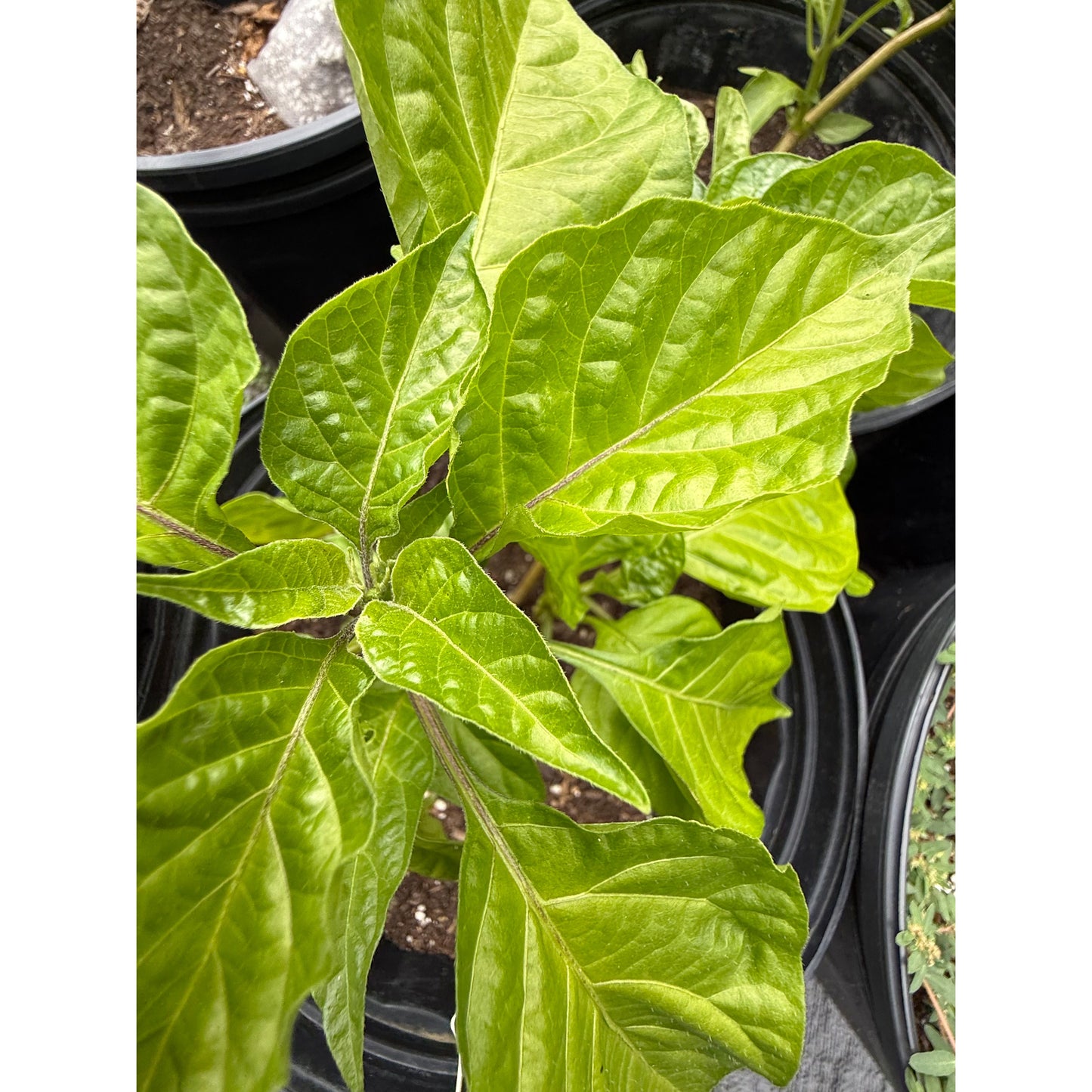 Scorpion - Green Hot Pepper Seeds