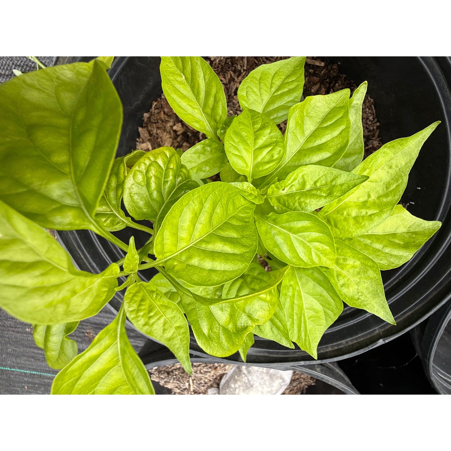 Scorpion - White Hot Pepper Seeds