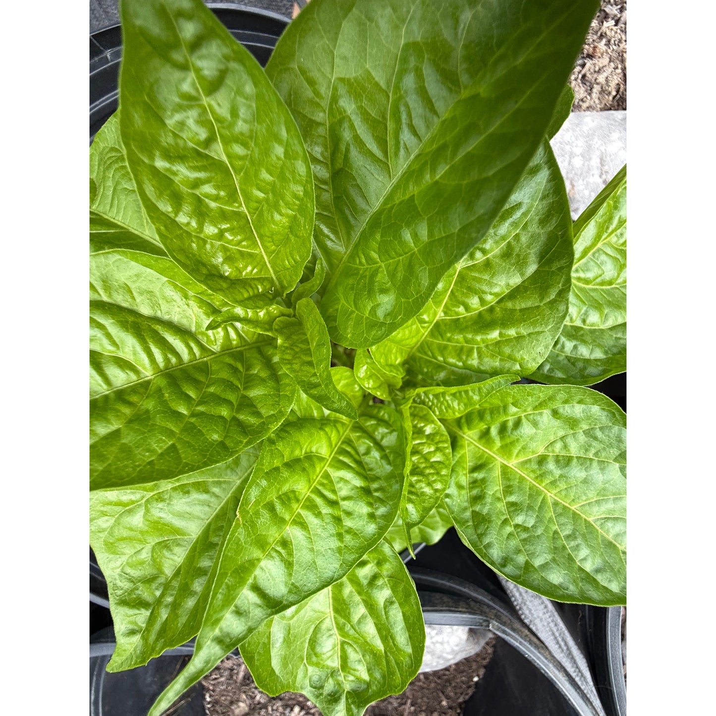 Scorpion - Yellow Hot Pepper Seeds