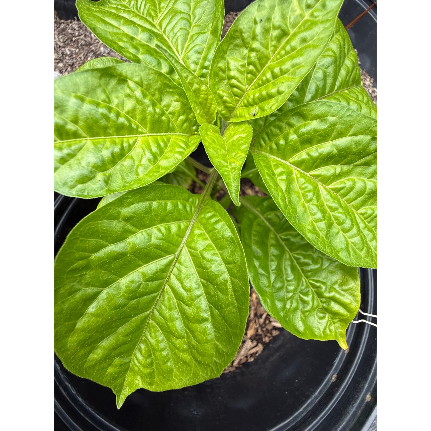 Scotch Brain - Orange Hot Pepper Seeds