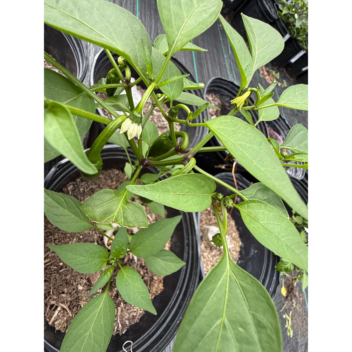 Serrano Cajohn's - Hot Pepper Seeds