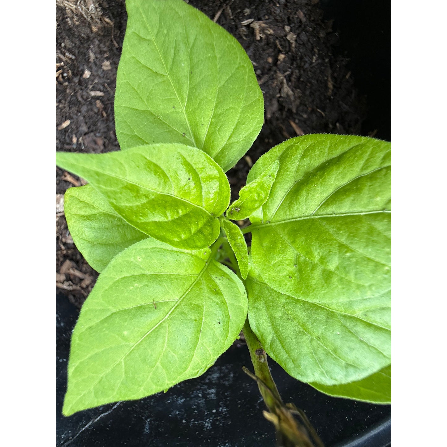 Shabu Shabu - Hot Pepper Seeds