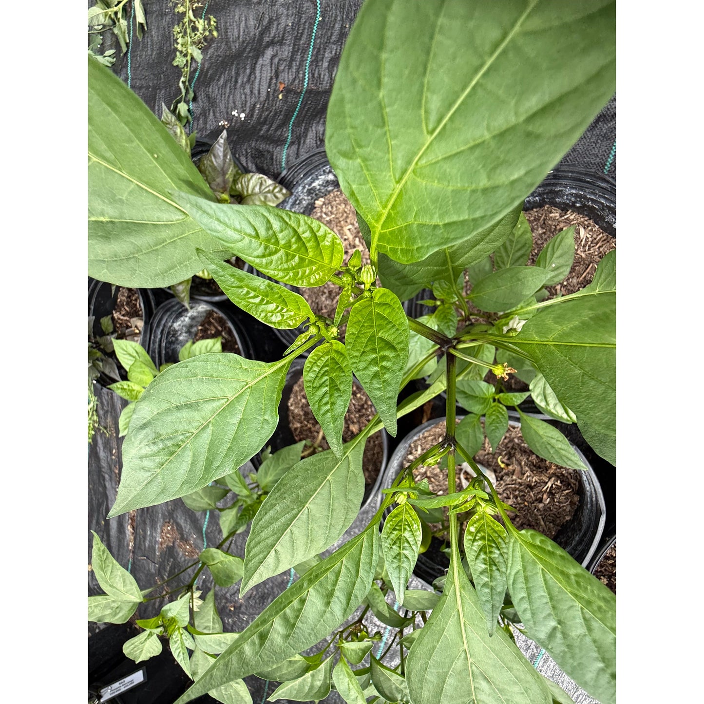 Shangri-La F1 Hot Pepper Seeds