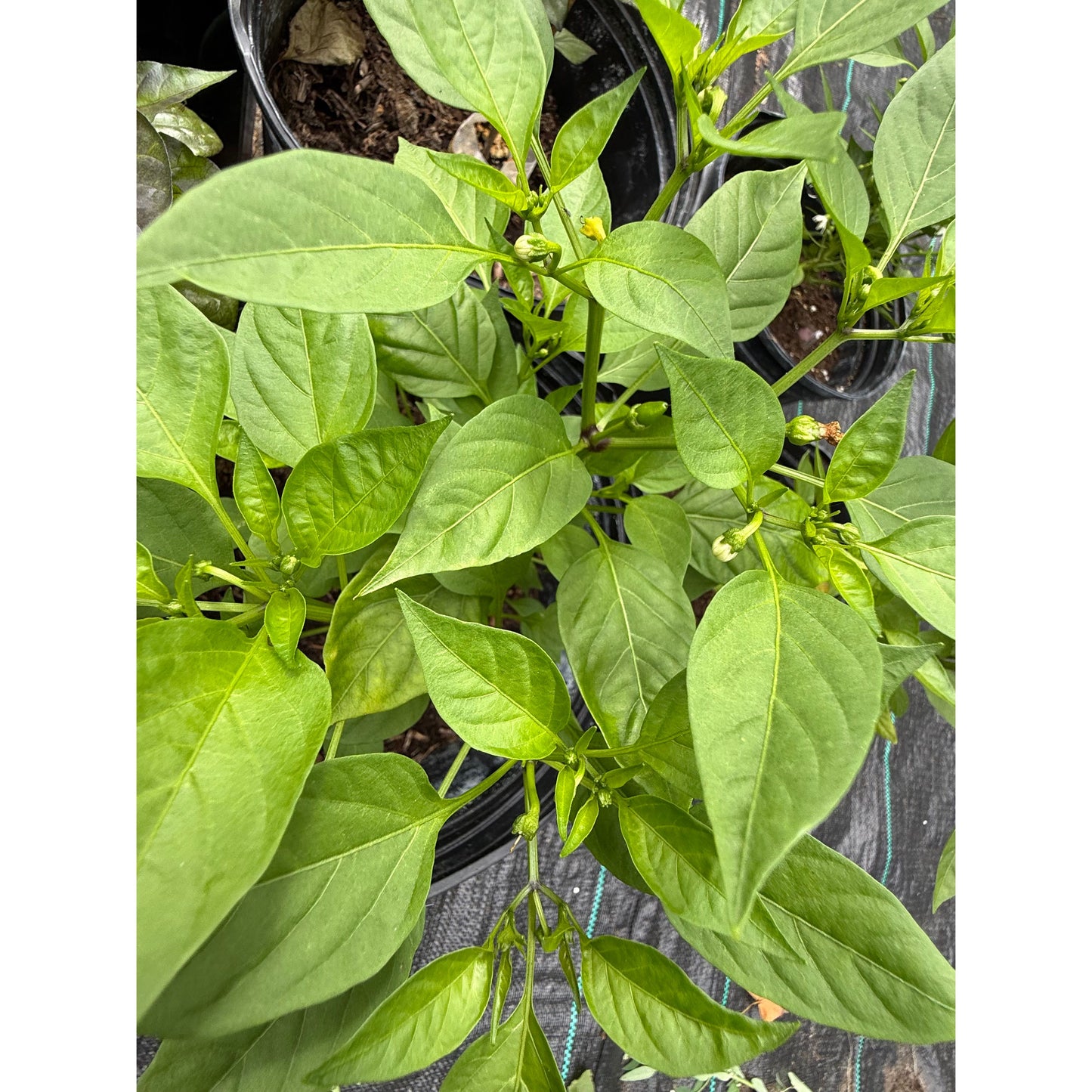 Shata Baladi Hot Pepper Seeds