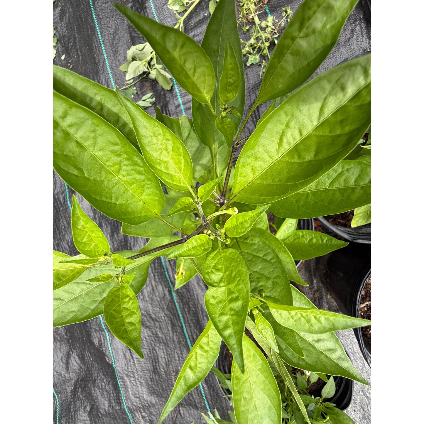 Shishimia Shishito - Green Hot Pepper Seeds