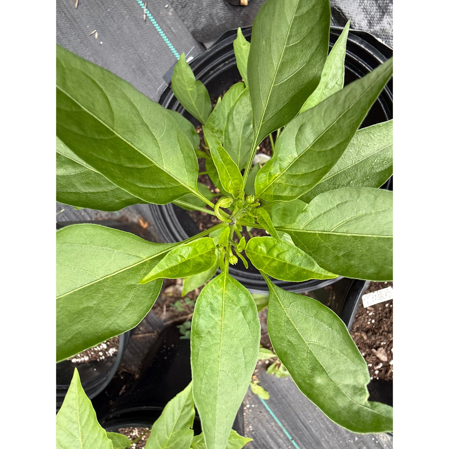 Shishito - Green - Hot Pepper Seeds