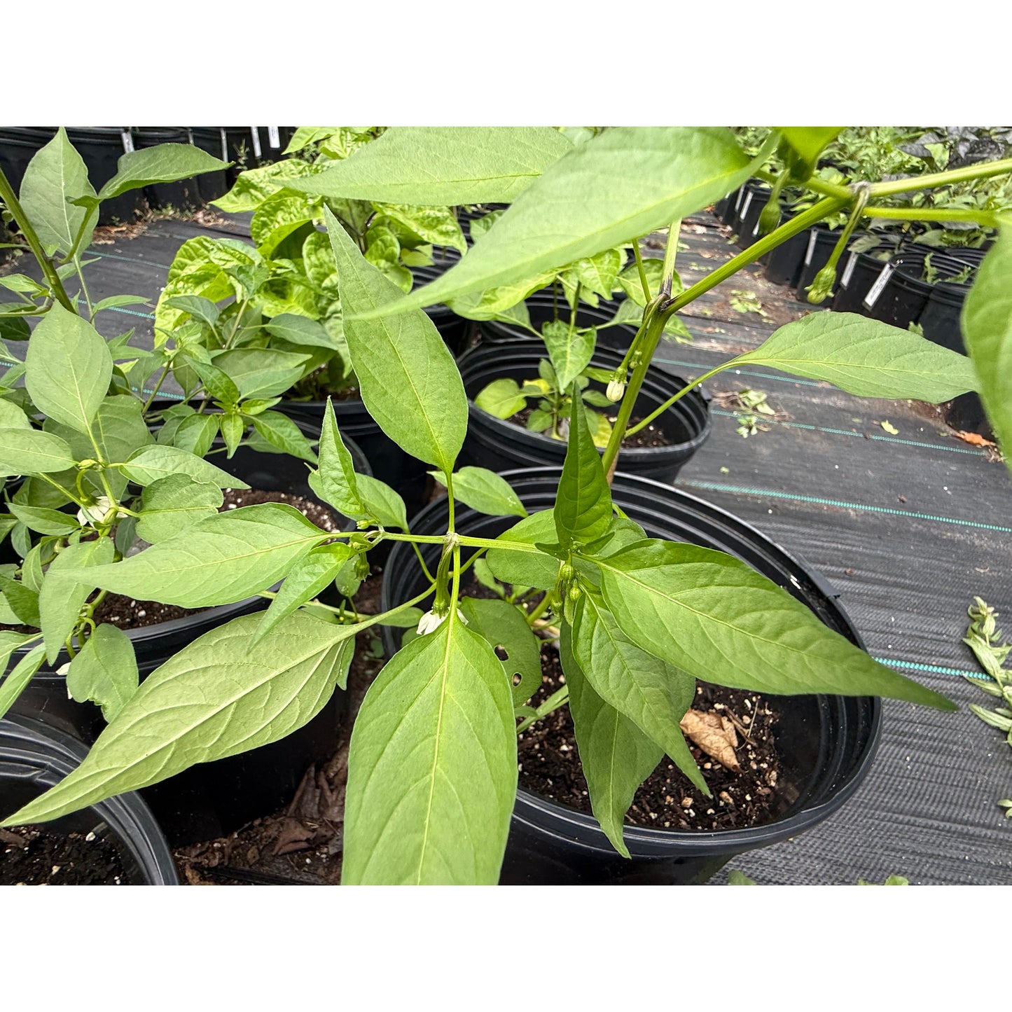 Sichuan Long F1 Hot Pepper Seeds