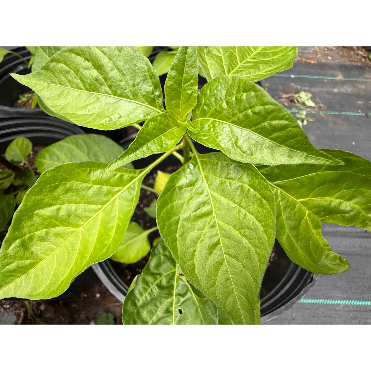 Siling Labuyo (Sili) Hot Pepper Seeds