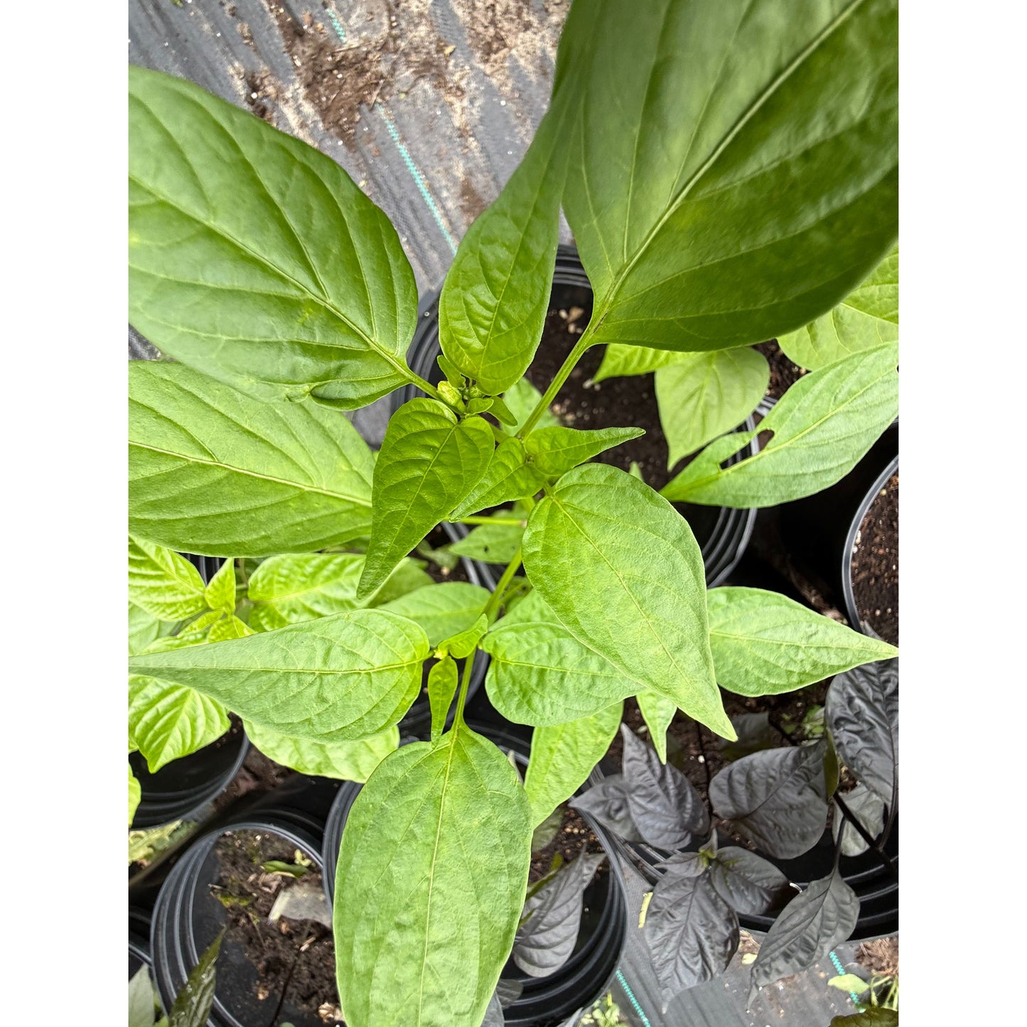 Sriracha - Hot Pepper Seeds