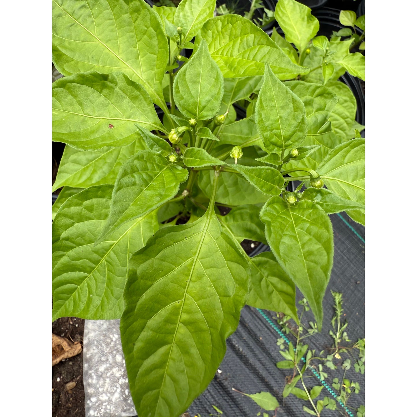 Sugar Drop Lemon - Hot Pepper Seeds