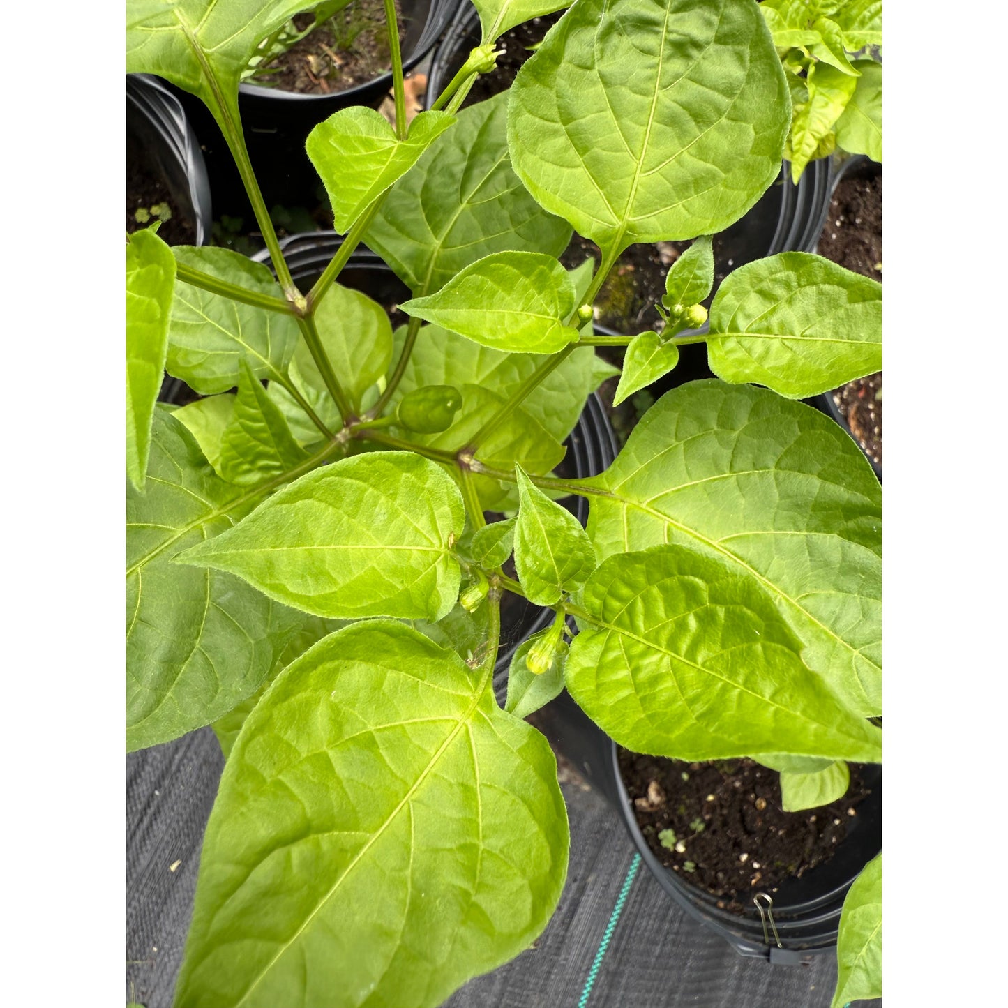 Sugar Drop Orange Hot Pepper Seeds