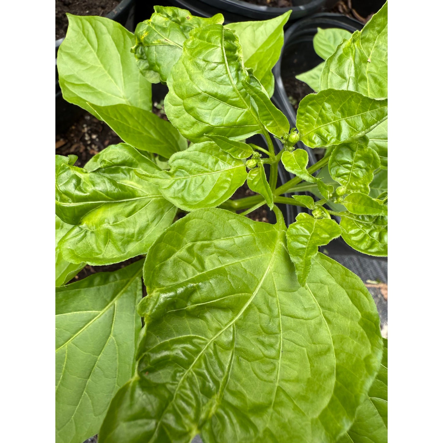 Sugar Rush Peach - Hot Pepper Seeds