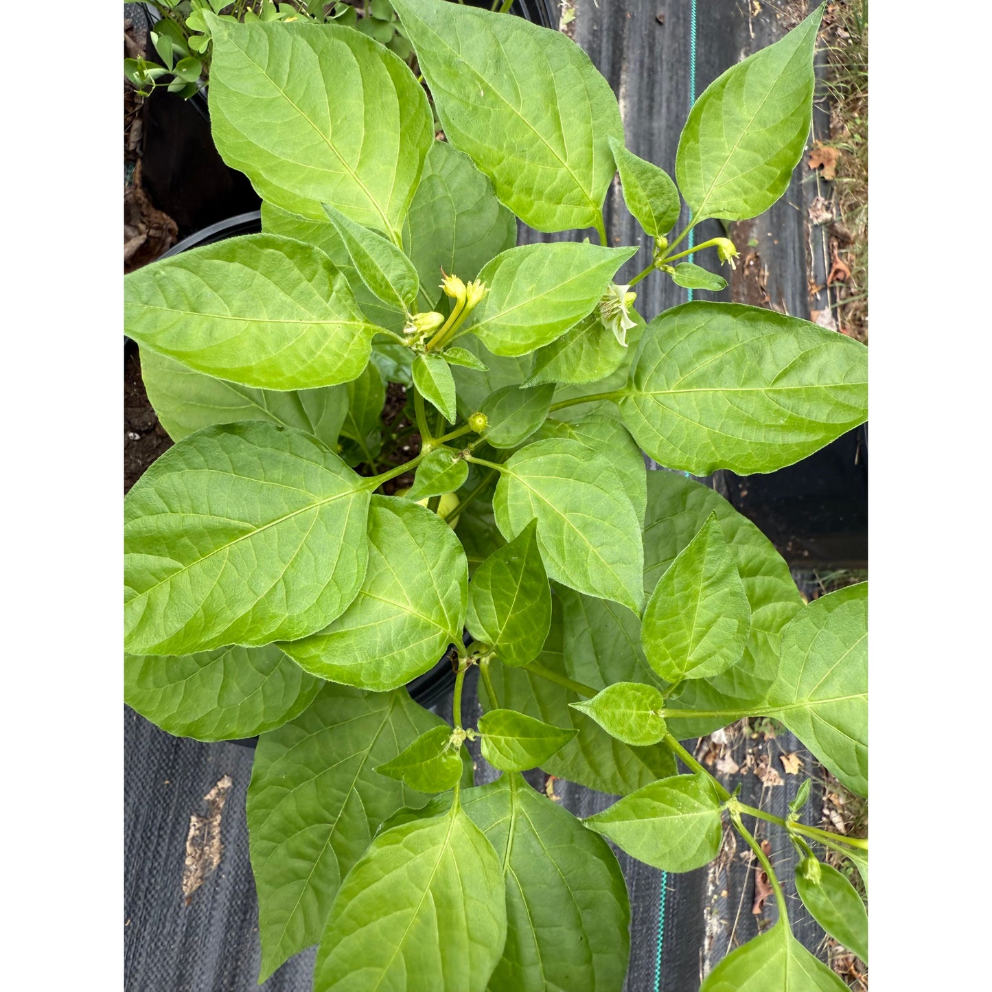 Sugar Rush Peach - Gigantic Hot Pepper Seeds