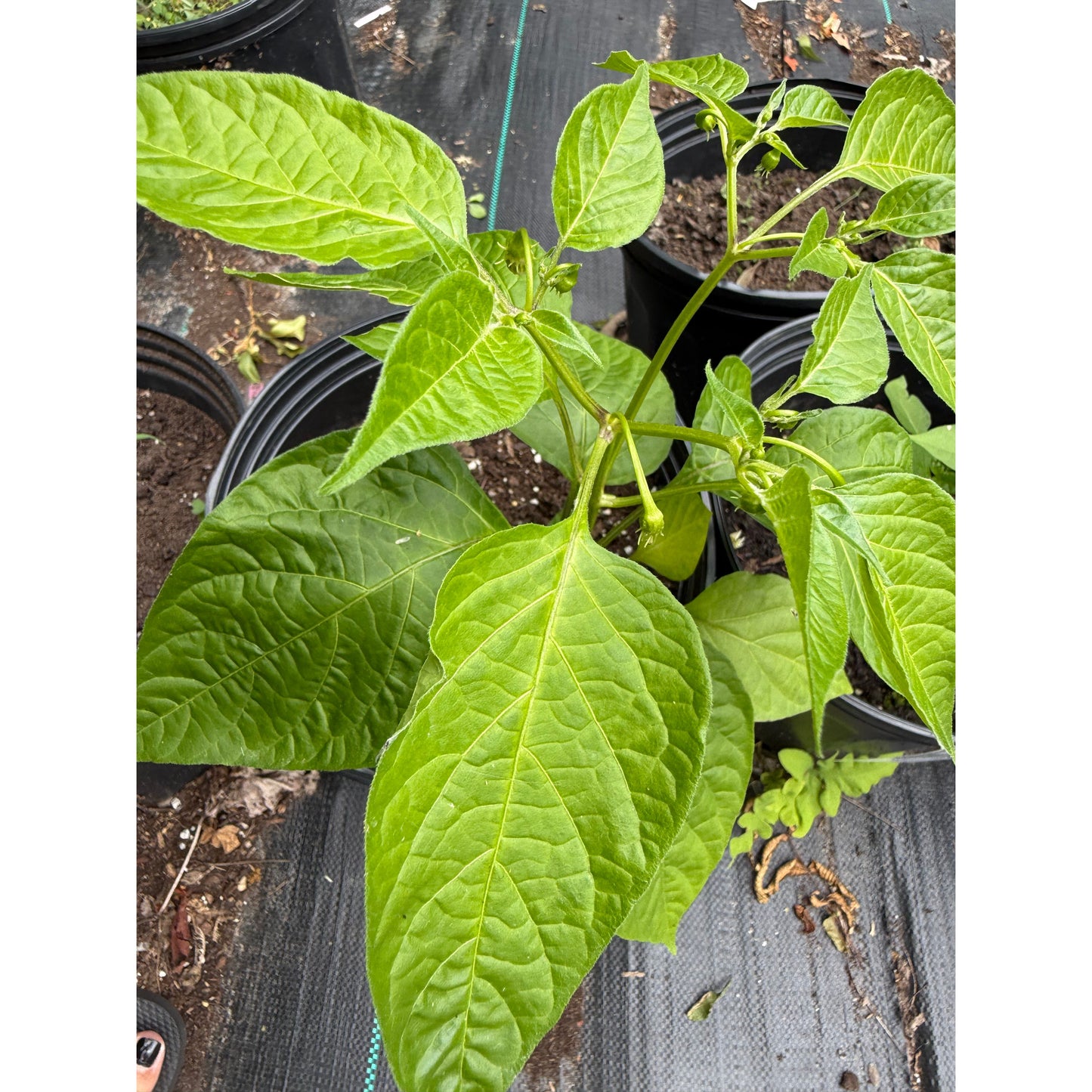 Sugar Rush Peach Stripey - Hot Pepper Seeds
