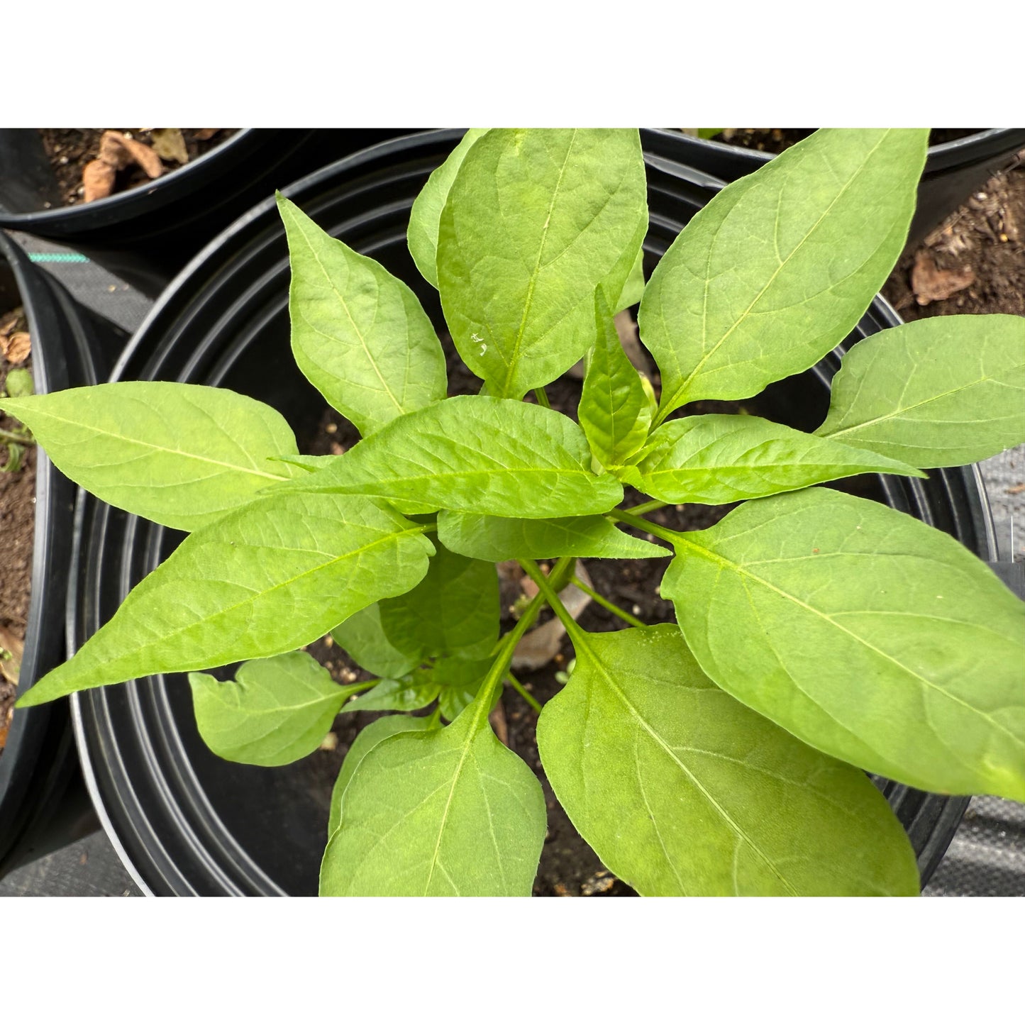 Super Khi - Hot Pepper Seeds