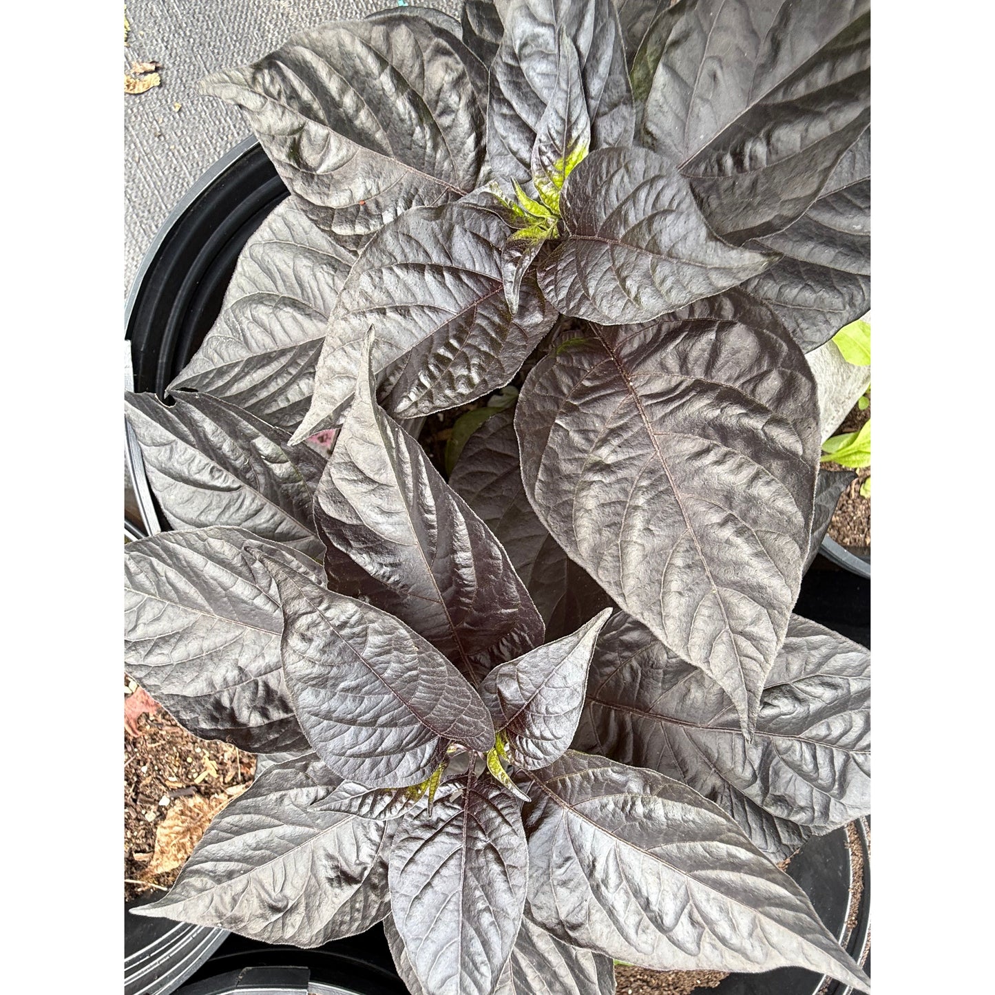 Testanera - Chocolate Hot Pepper Seeds