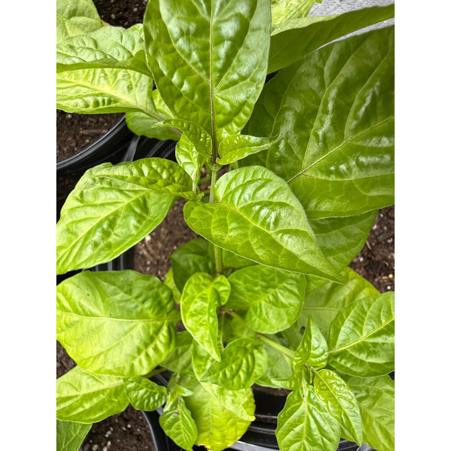 Graines de piment fort Texas Reaper