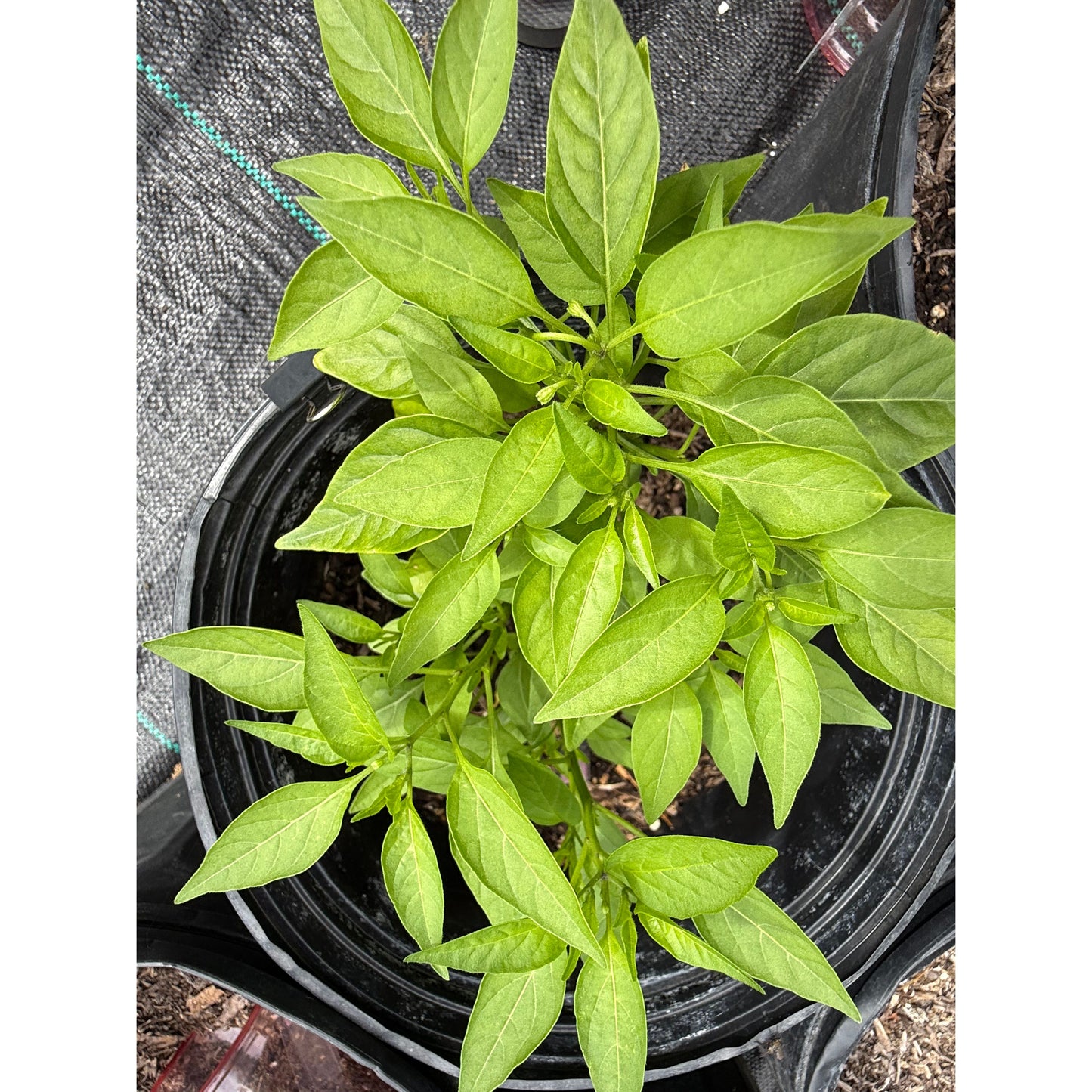 Thai - Yellow Hot Pepper Seeds