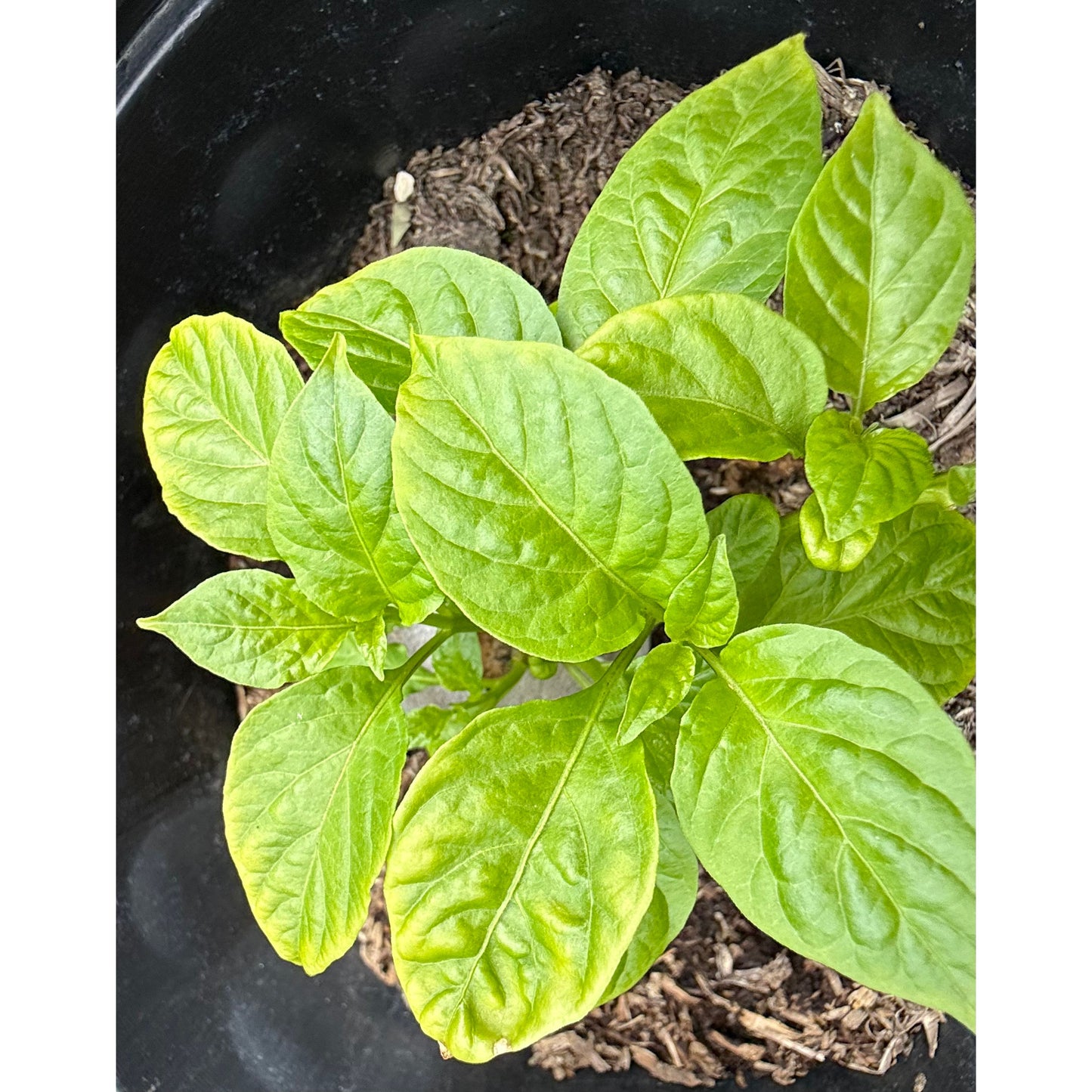 Thor's Hammer - Peach Hot Pepper Seeds