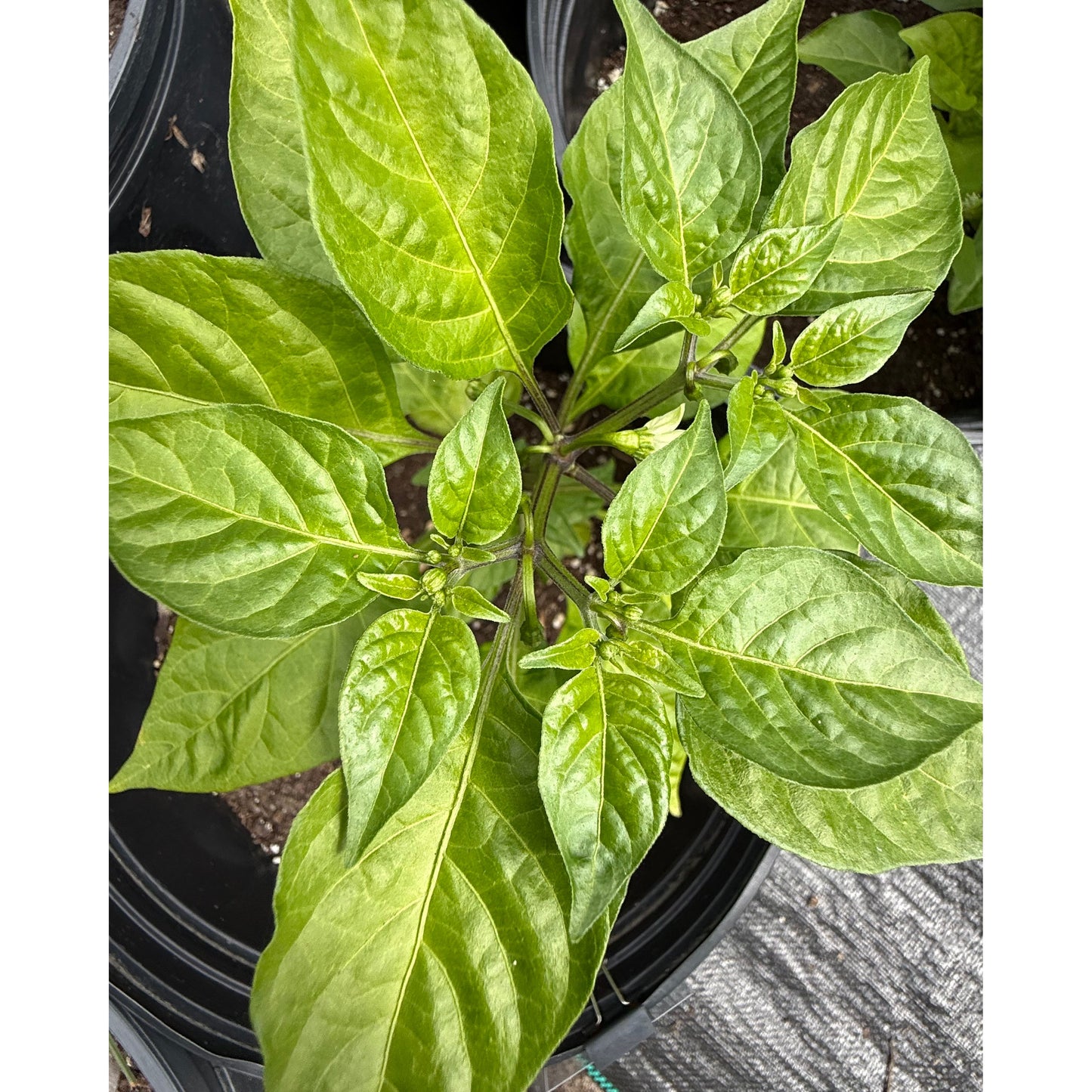 Tobago Seasoning Hot Pepper Seeds