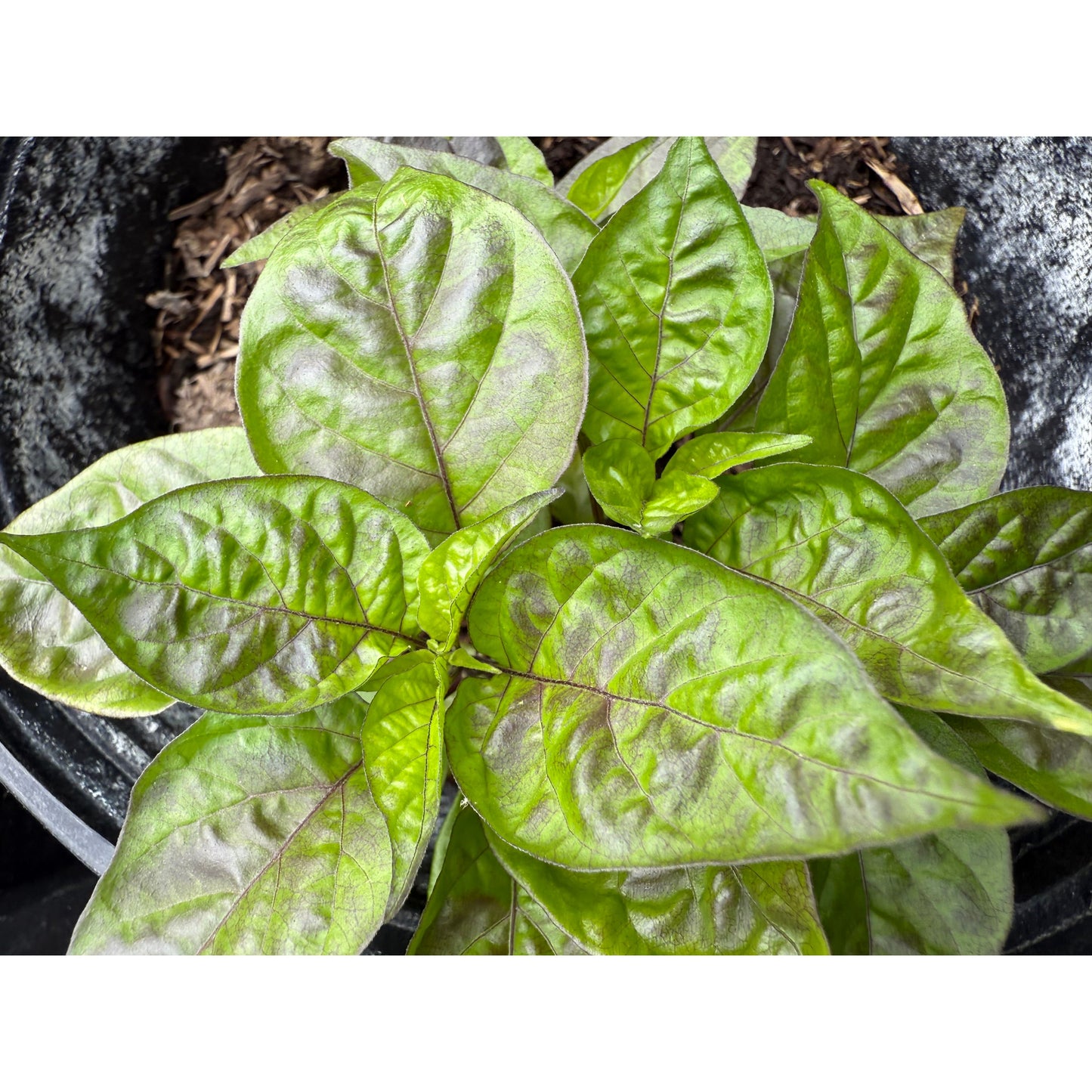 Graines de piment fort WHP 053 F3
