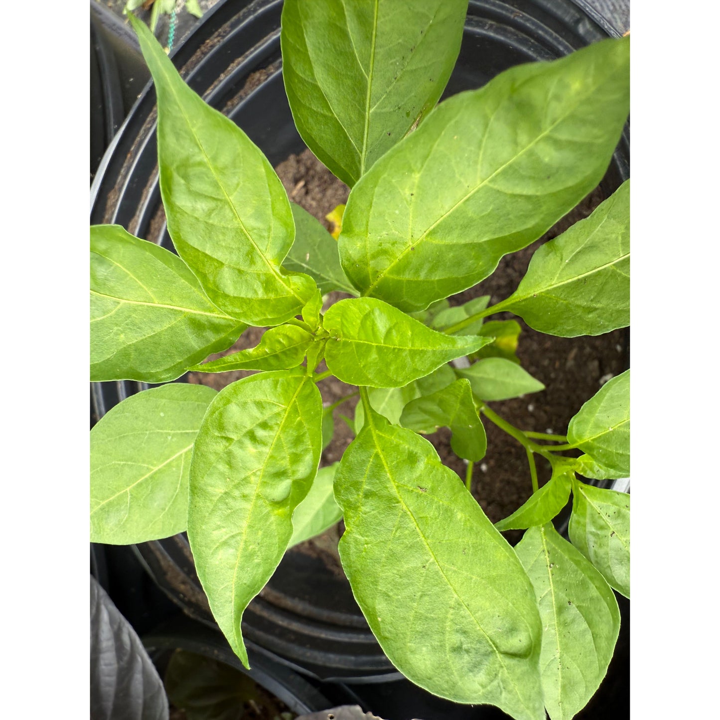 Yatsufusu Hot Pepper Seeds