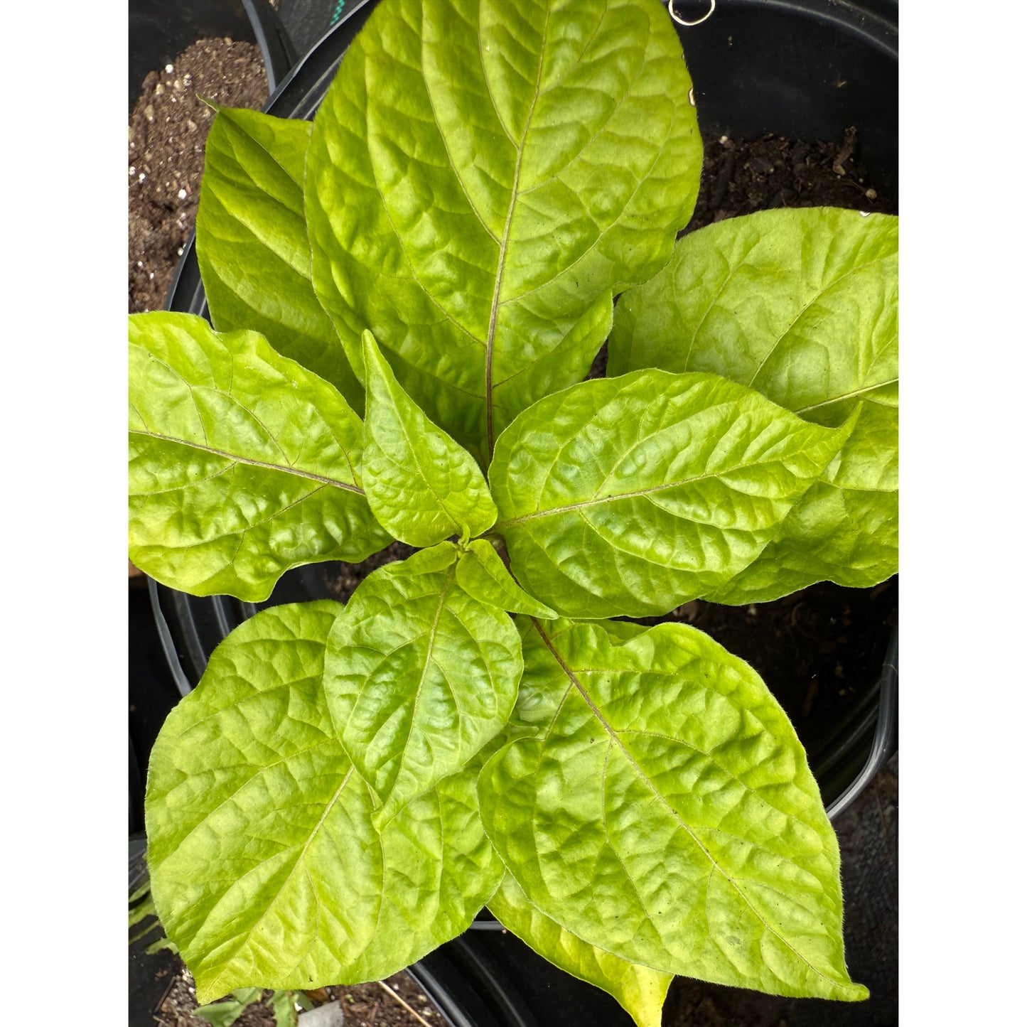 Yellow Fever Hot Pepper Seeds