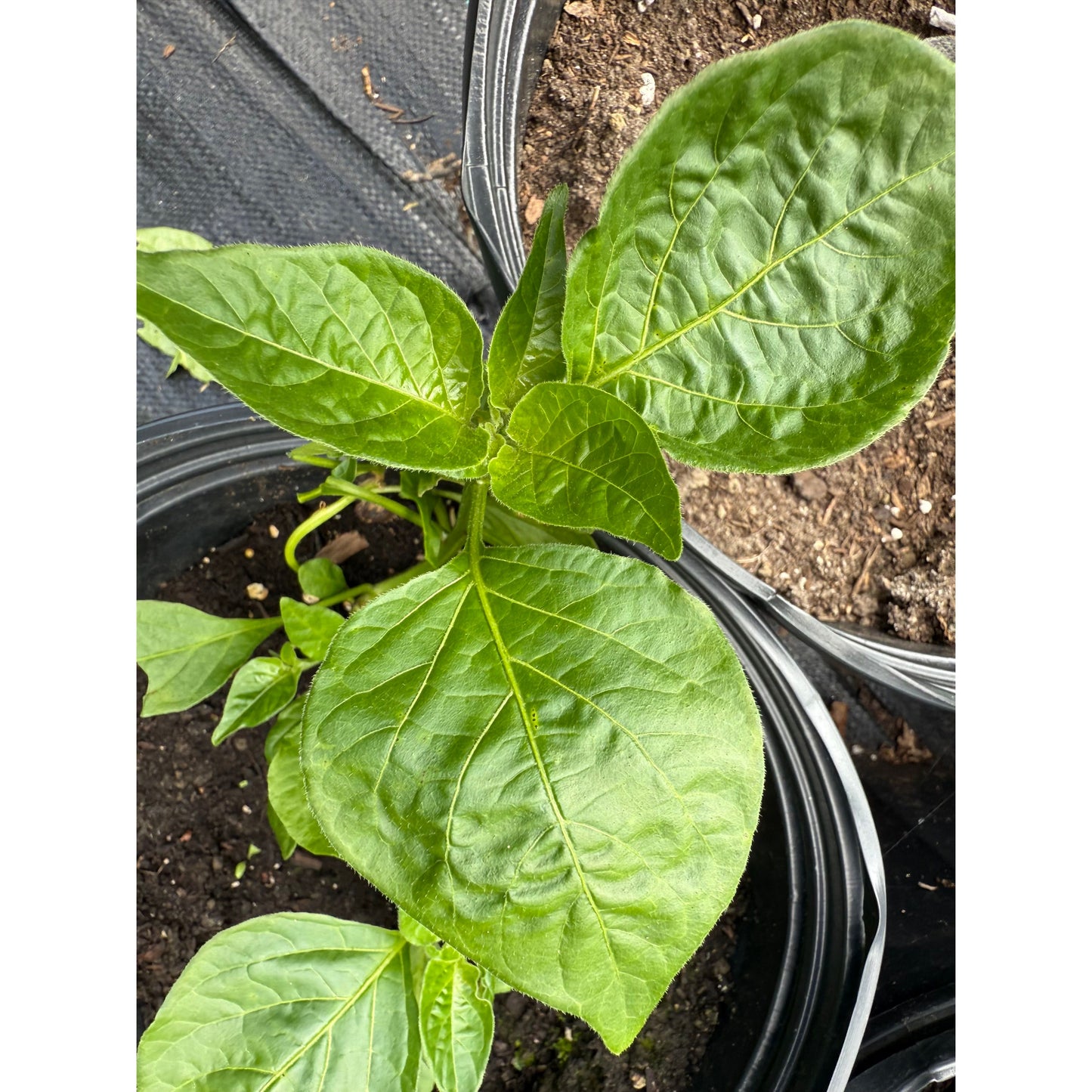 Zemango Hot Pepper Seeds