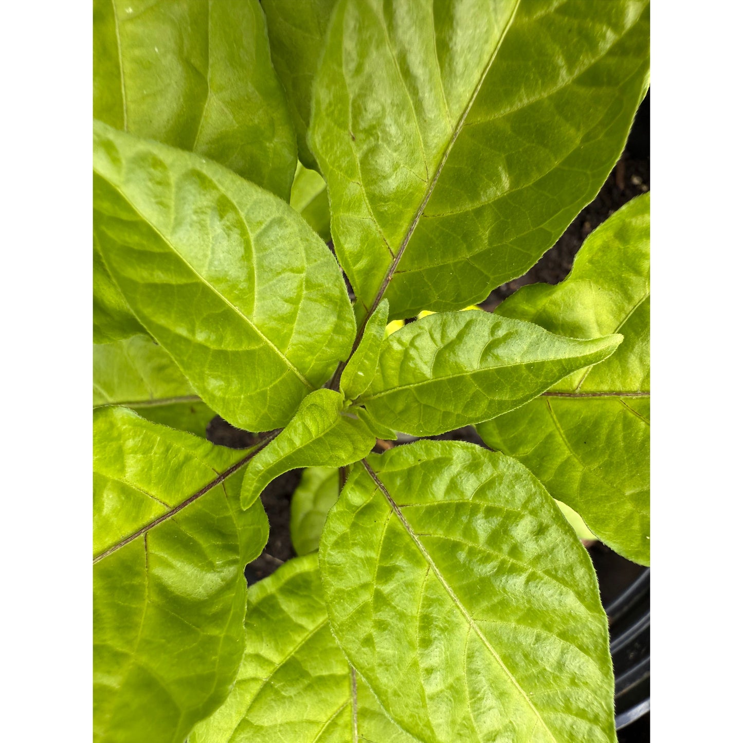 Zou-Pi (Shar Pei) - Hot Pepper Seeds