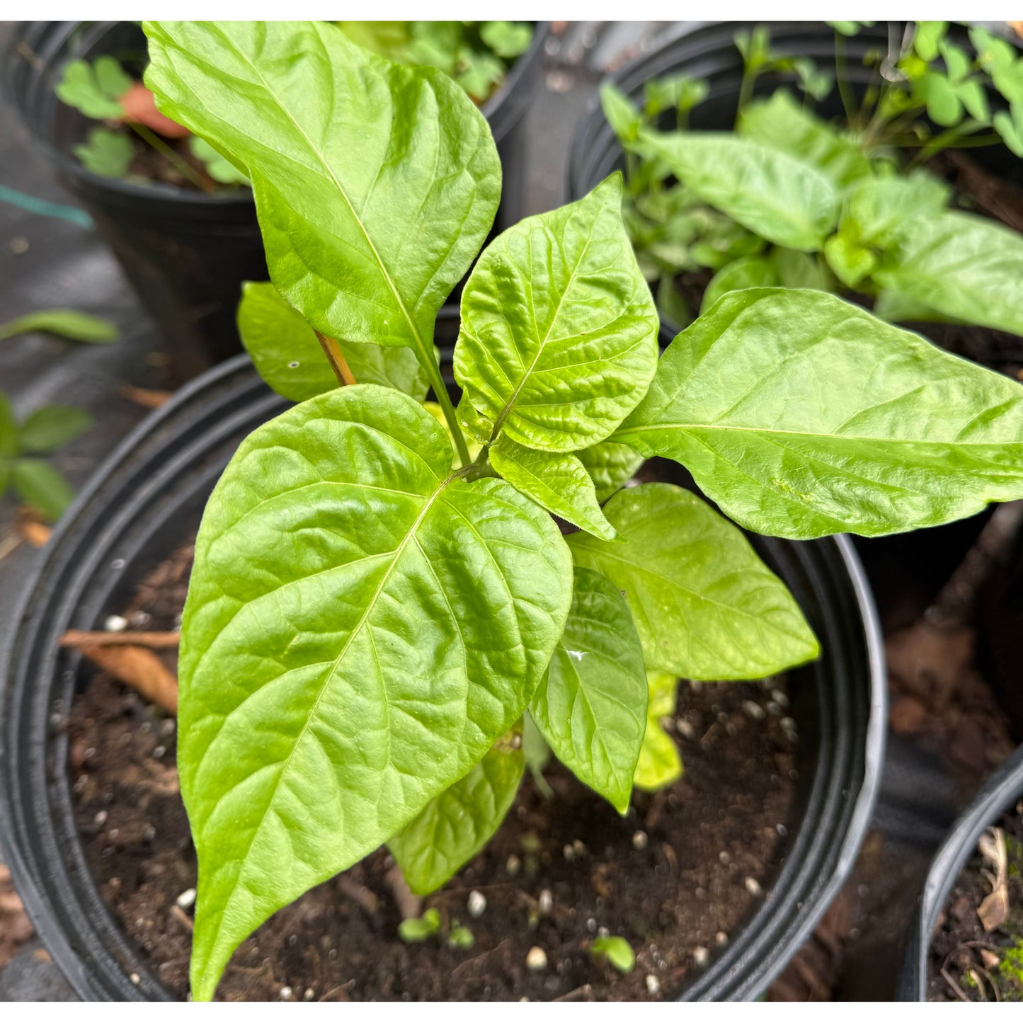 7 Pot 007 - Red - Hot Pepper Seeds