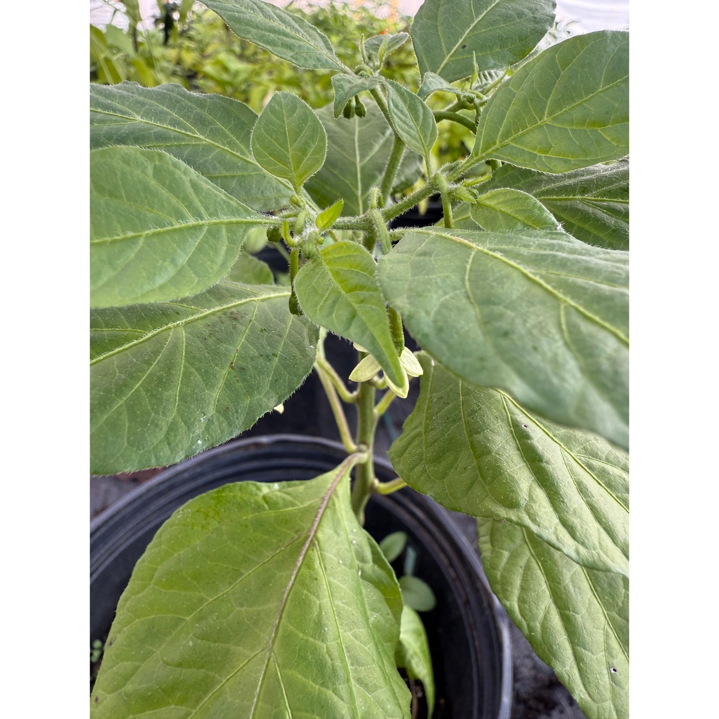 7 Pot BBG7 Frankenstein - Chocolate Hot Pepper Seeds