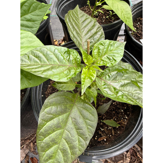 7 Pot BBG7 Orange Hot Pepper Seeds