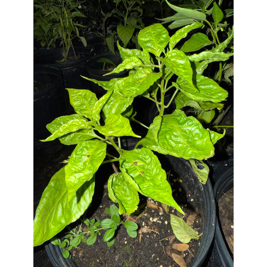 7 Pot Bubble Gum Pumpkin Red Hot Pepper Seeds