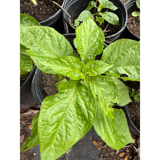 7 Pot BBG7 Pumpkin Hot Pepper Seeds