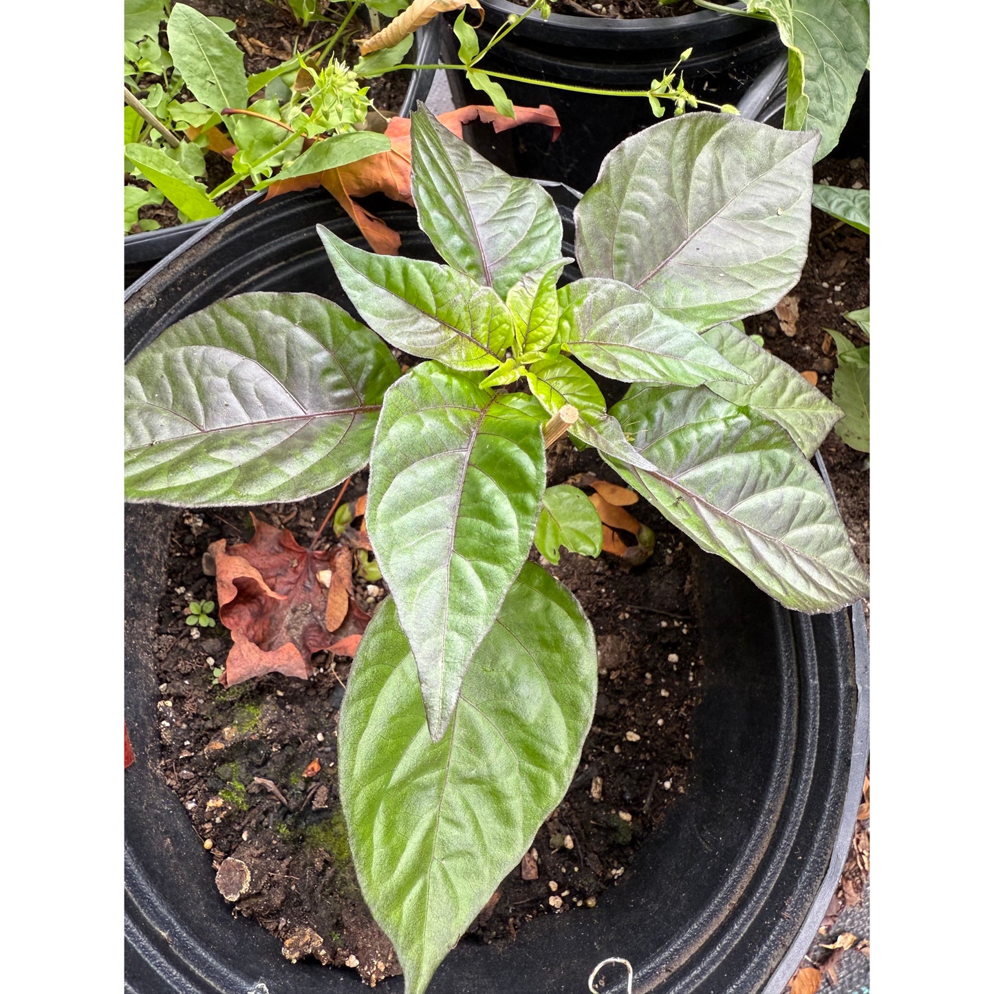 7 Pot BBG7 White Lotus  Hot Pepper Seeds
