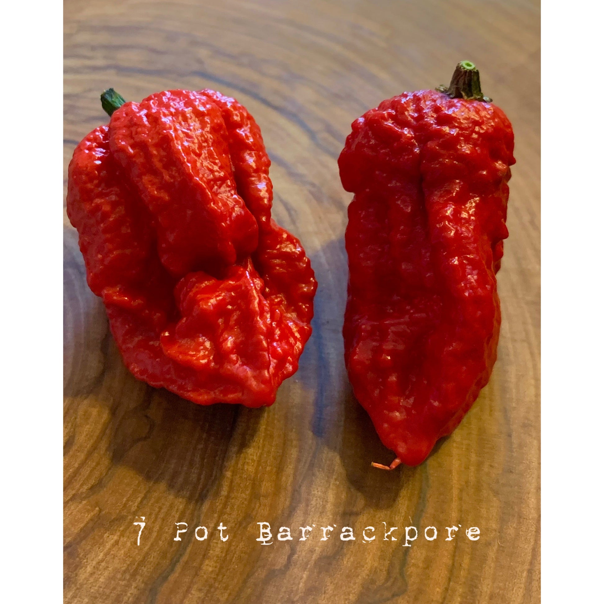 7 Pot Barrackpore - Hot Pepper Seeds
