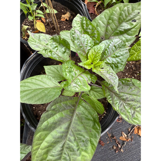 7 Pot Brain Strain  - Purple Hot Pepper Seeds