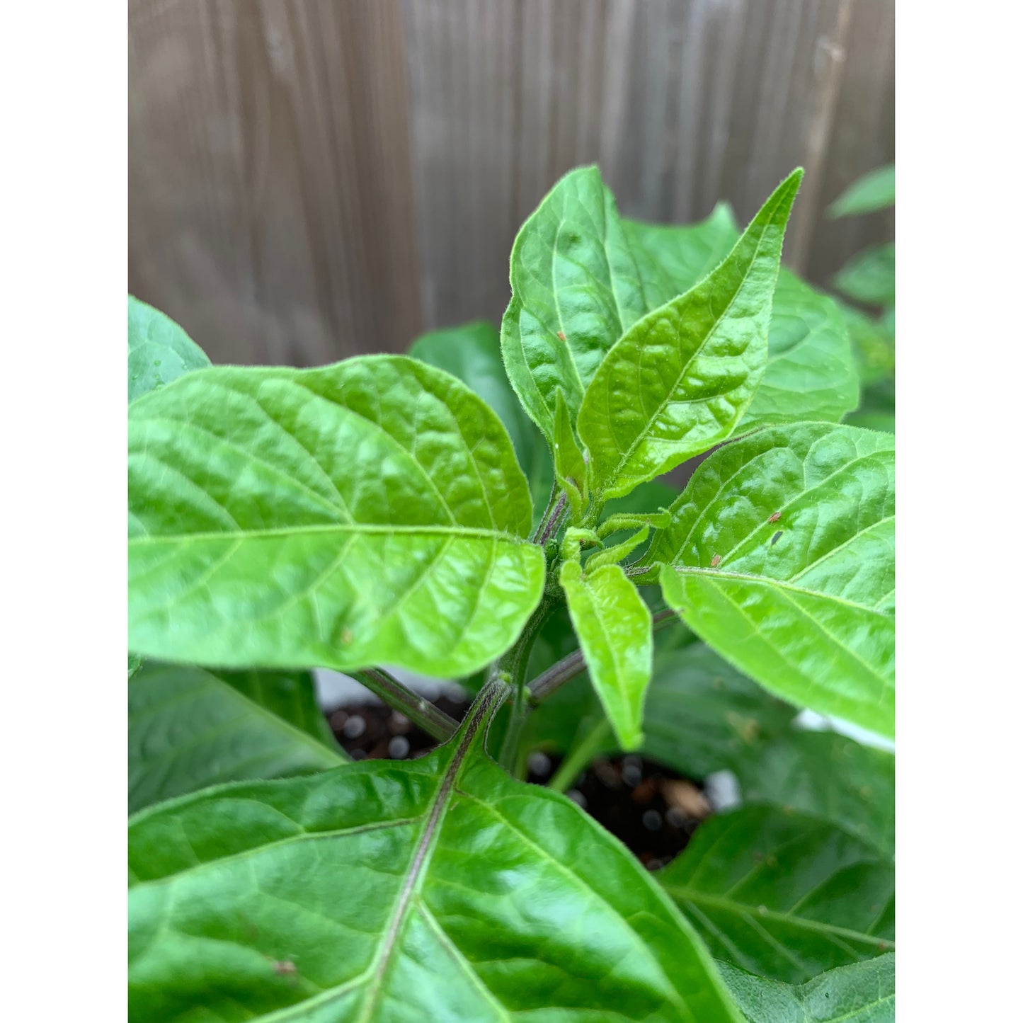 7 Pot Brain Strain - Red - Hot Pepper Seeds