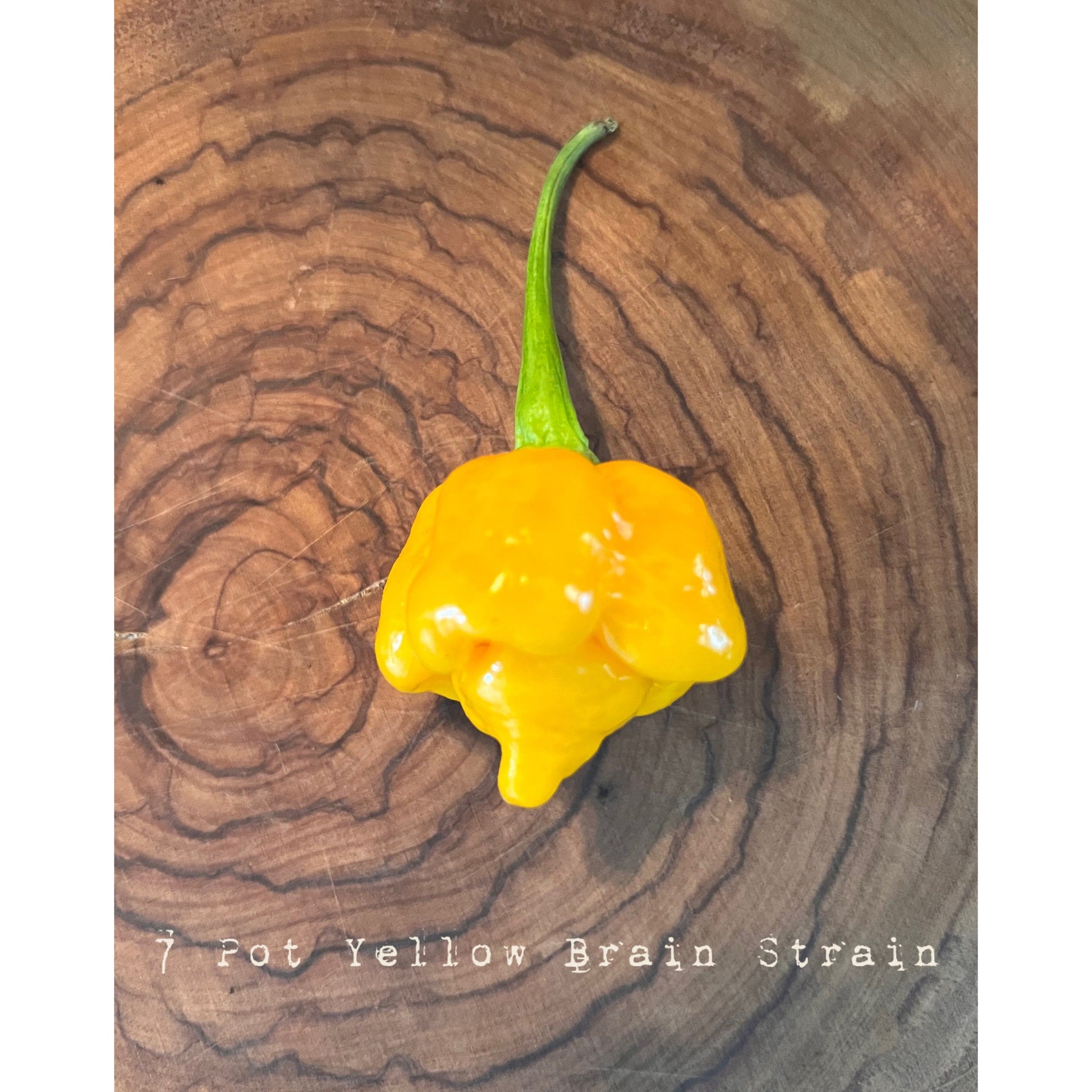 7 Pot Brain Strain - Yellow - Hot Pepper Seeds