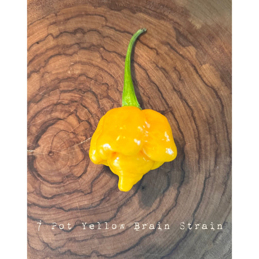 7 Pot Brain Strain - Yellow - Hot Pepper Seeds