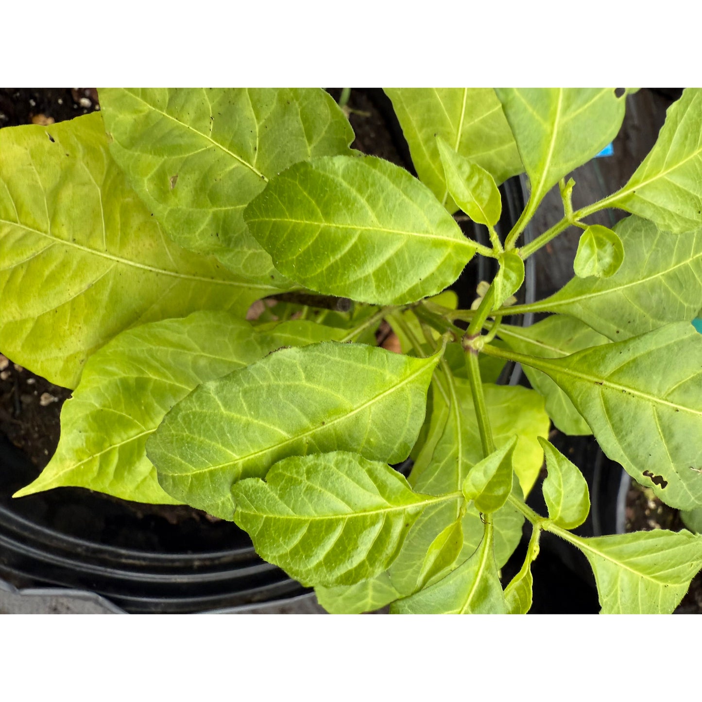 7 Pot BBG7 Peach Hot Pepper Seeds