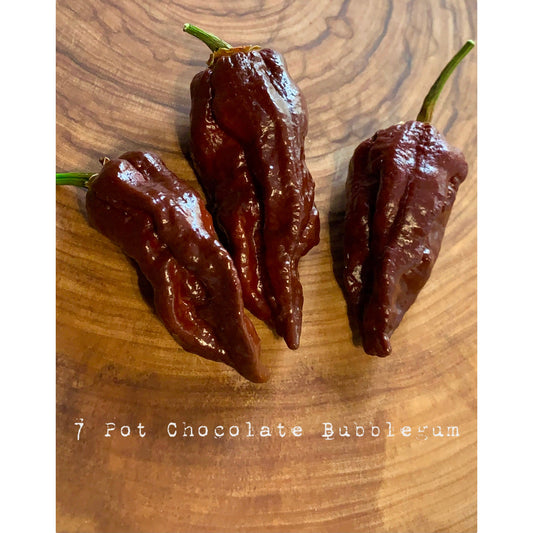 7 Pot Bubblegum - Chocolate - Hot Pepper Seeds