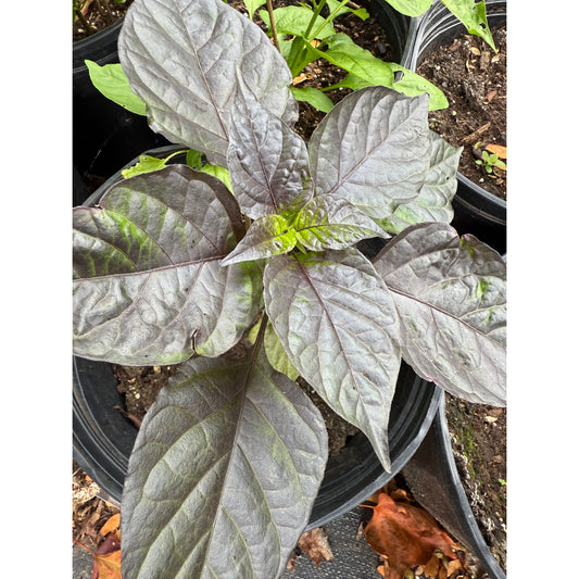 7 Pot Bubble Gum Dream Hot Pepper Seeds