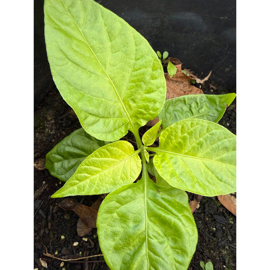 7 Pot Bubble Gum Mustard Hot Pepper Seeds