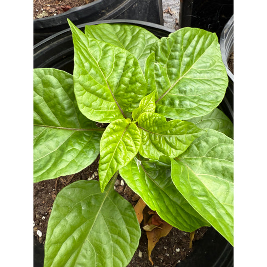7 Pot Bubble Gum White Hot Pepper Seeds