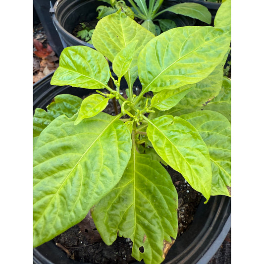 7 Pot Caramel Brainstrain - Hot Pepper Seeds