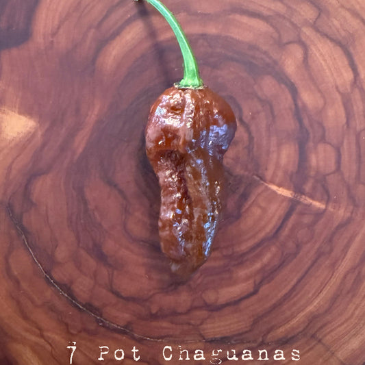 7 Pot Chaguanas - Chocolate Hot Pepper Seeds